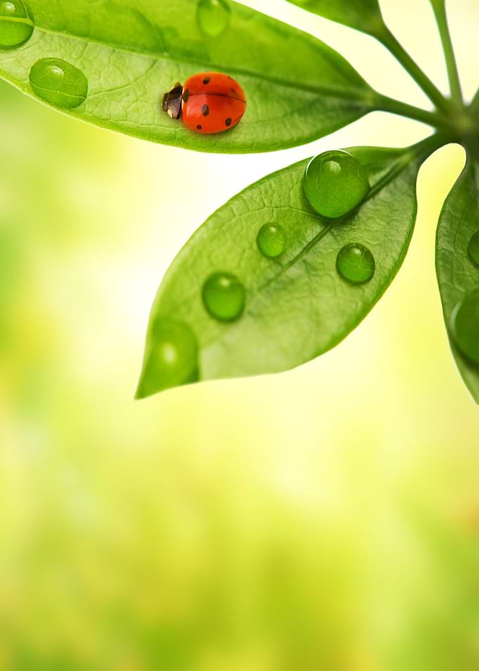 Ladybug