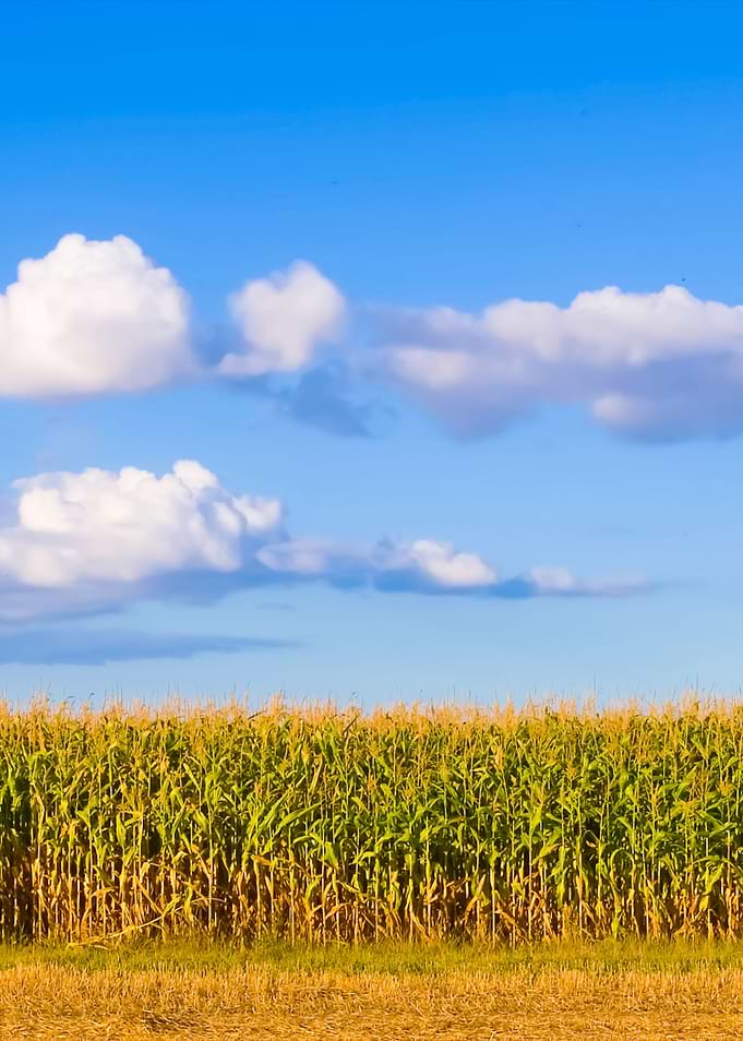 American Farmland With Blu