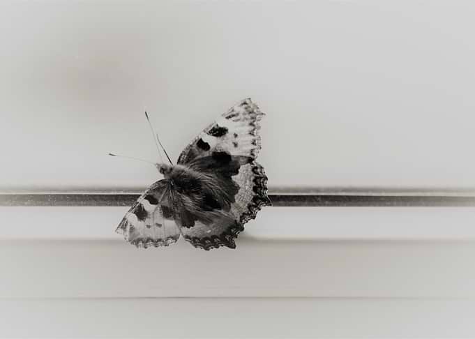 butterfly