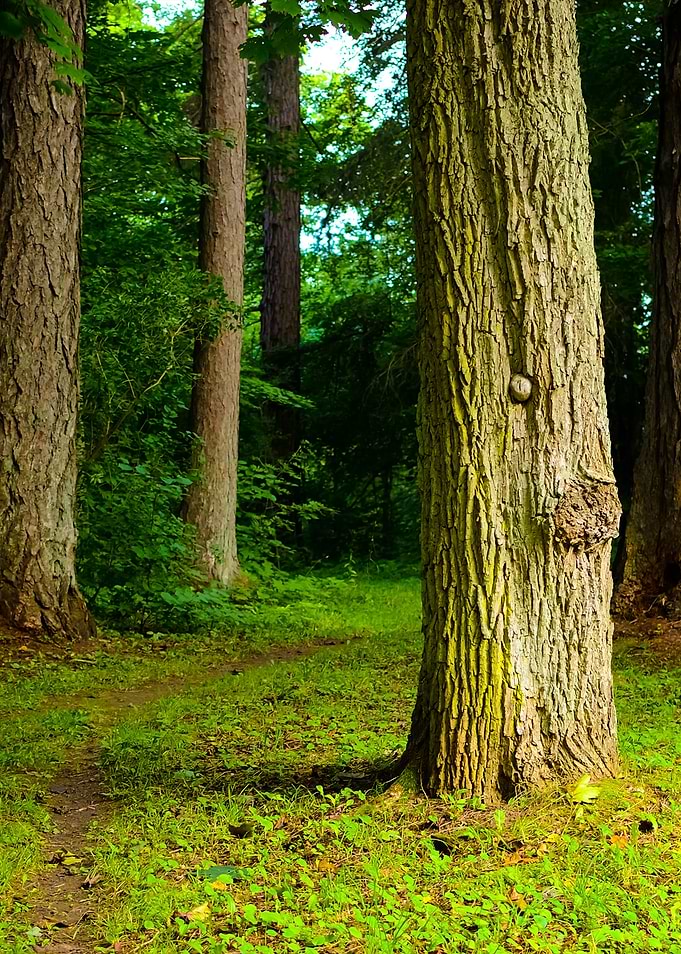 Dark Forest