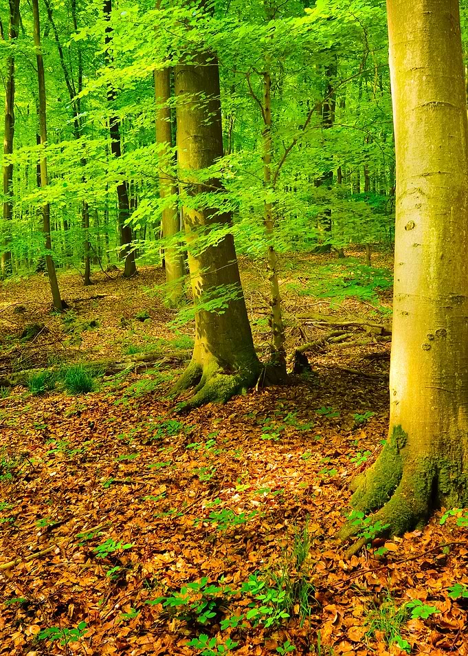 A Beech Tree Forest In Ger