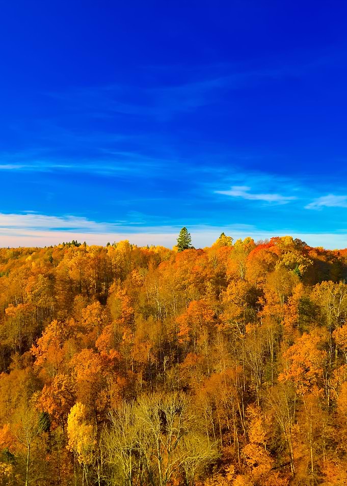 Colorful Forest Hills In F