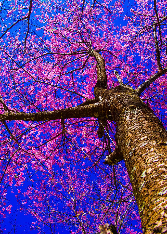 Sakura Tree On Blue Sky