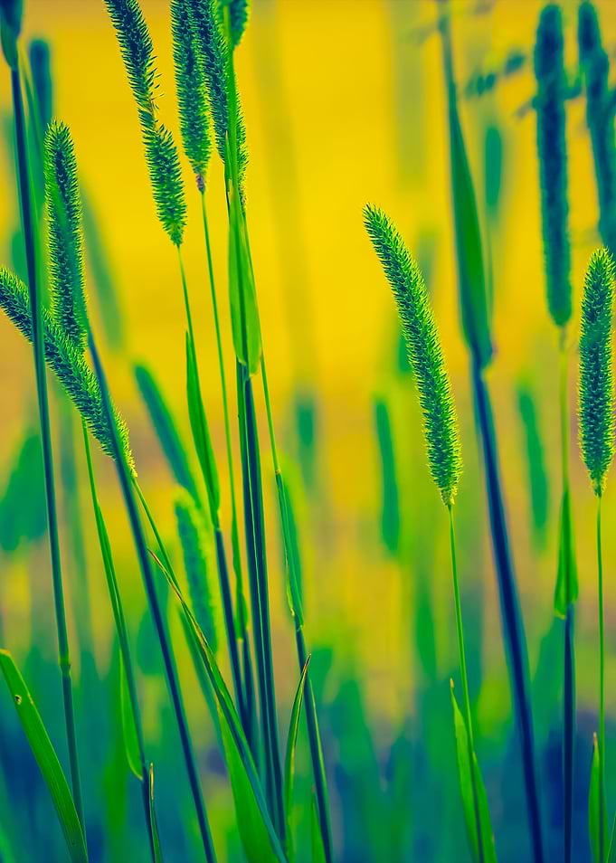 Vintage Photo Of Grass Ear