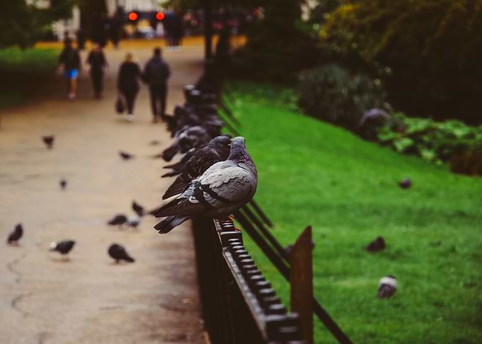 Pigeons