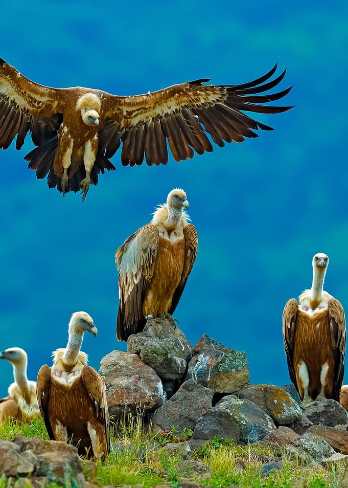 Griffon Vulture Gyps Fulvu