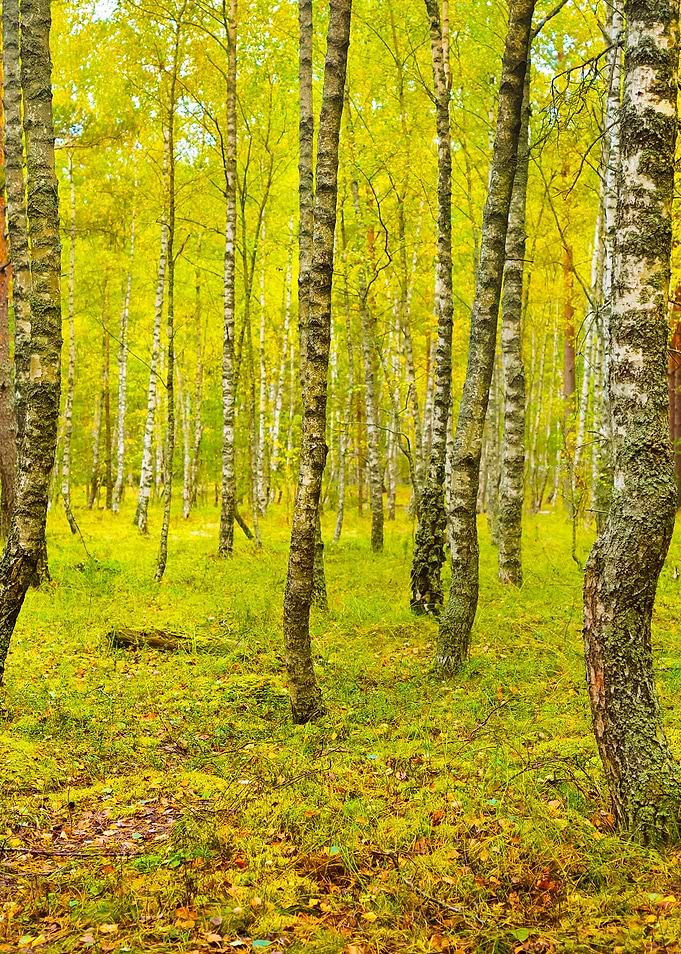 Birch Tree Forest In Latvi