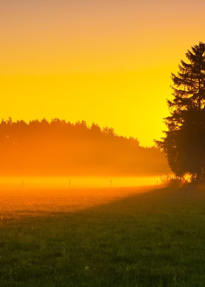 Foggy Morning Meadow