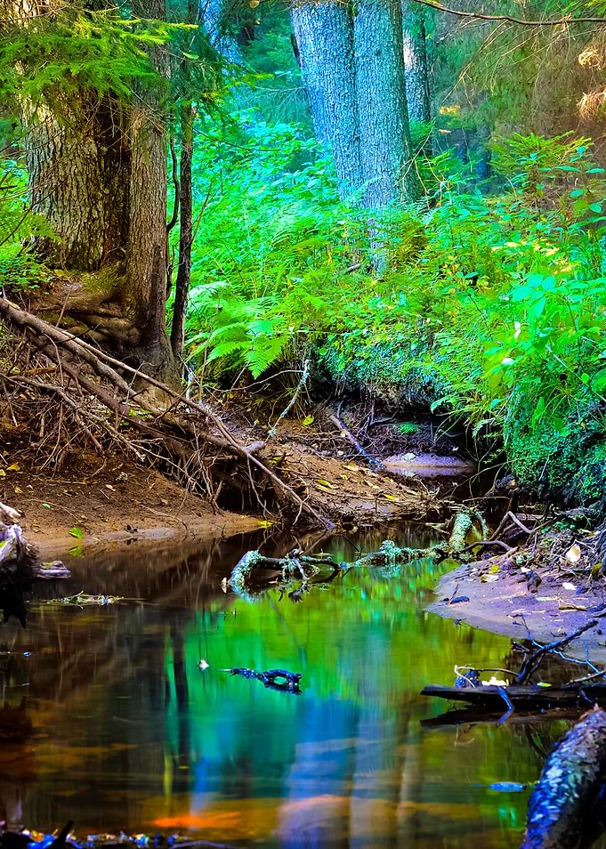 Forest River Scene