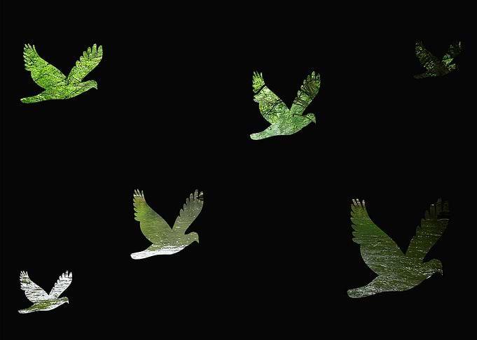 Birds