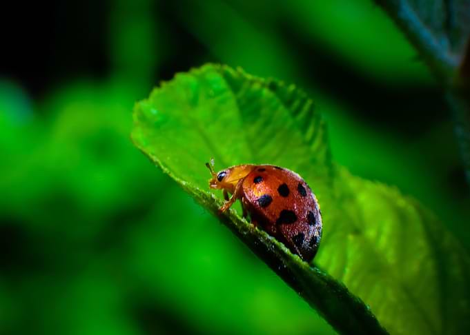 Ladybug