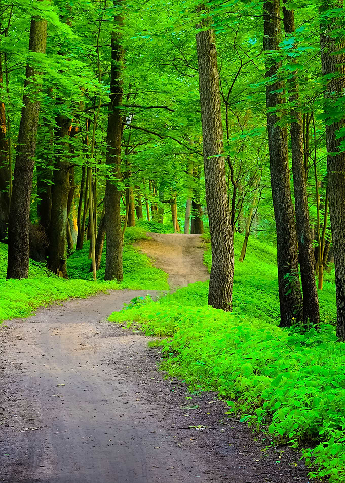 Dark Forest And A Road