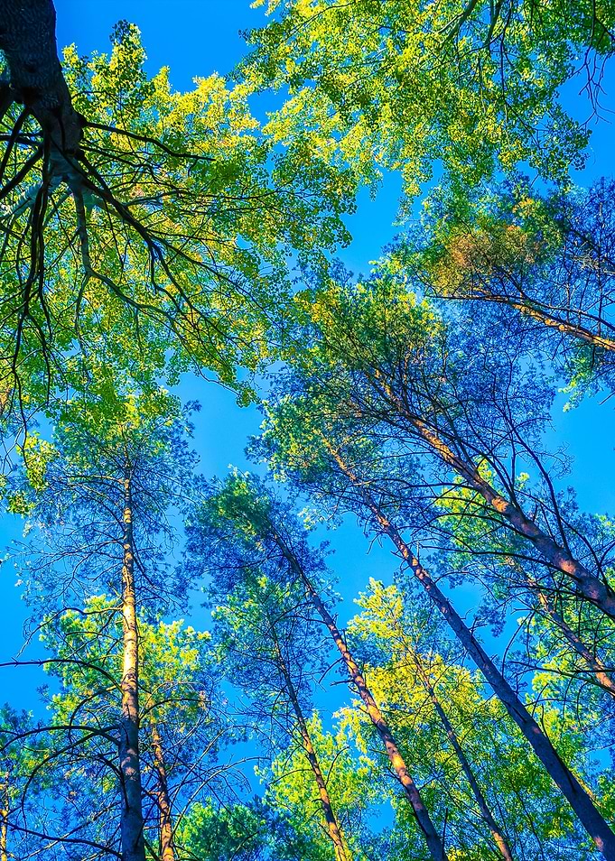 Autumnal Forest From Below