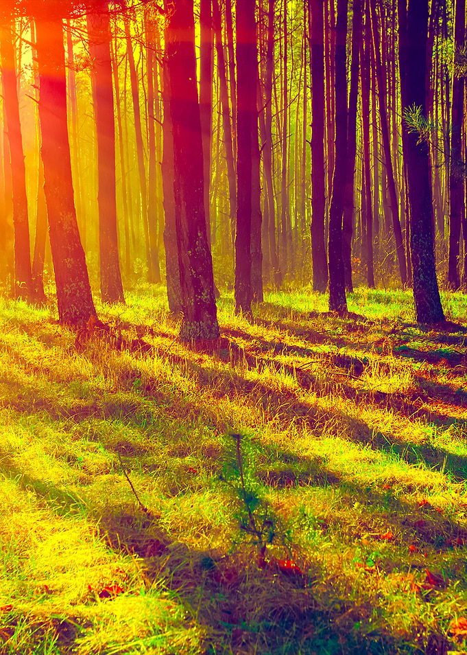 Pine Forest In The Morning