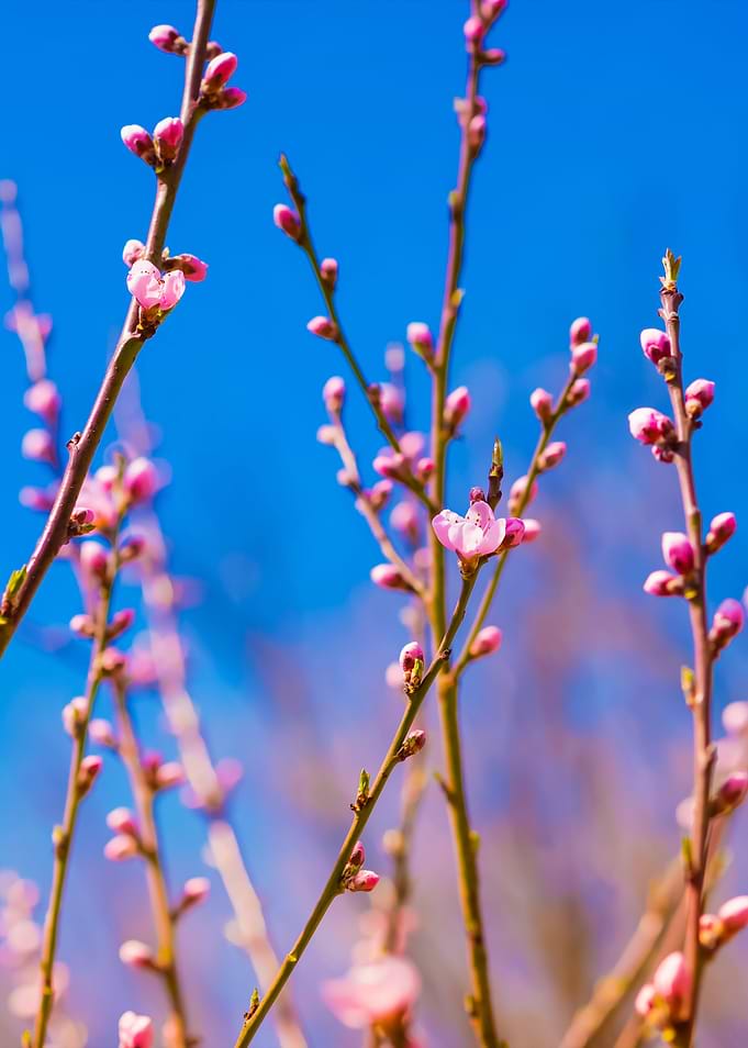 Blooming Tree Branches Wit