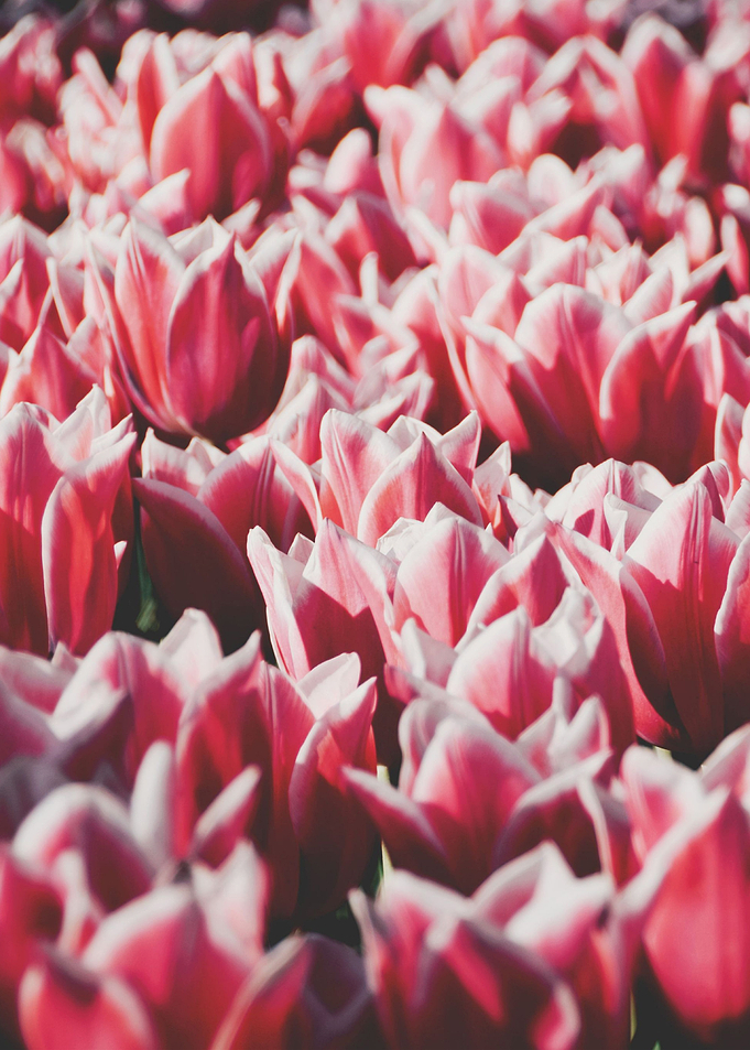 Tulips field 11