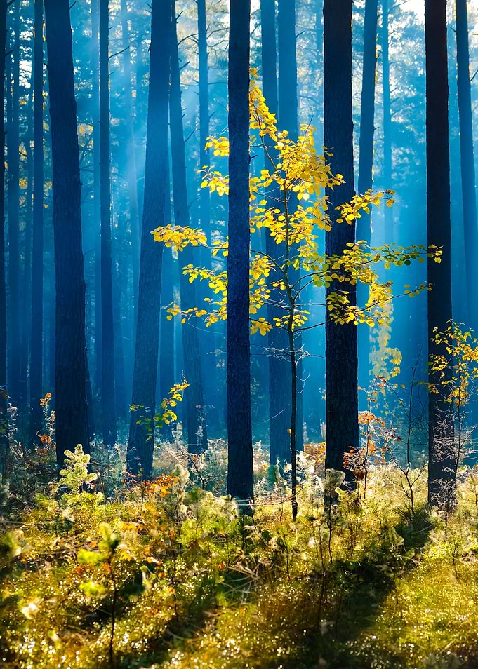 Colorful Lonely Tree In Th