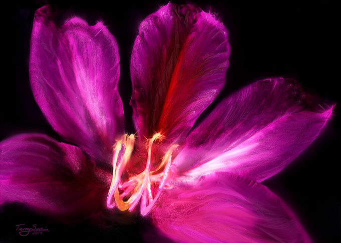 Bauhinia