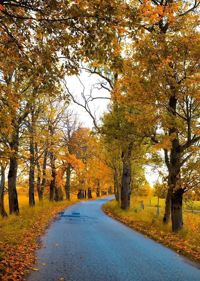 Autumn Road