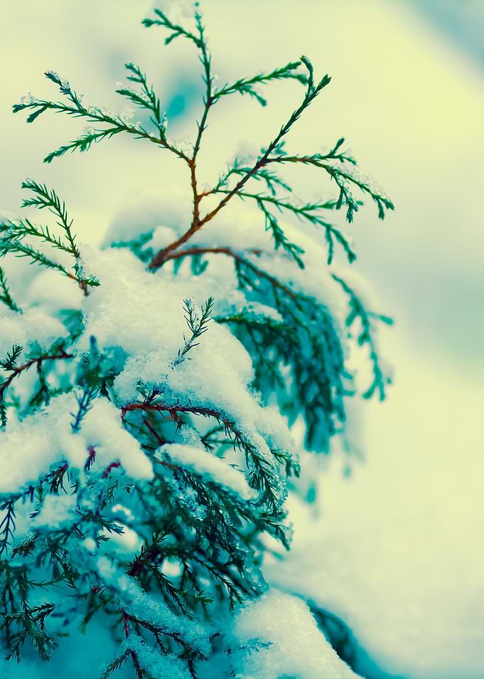 Small Fir Tree Covered Wit