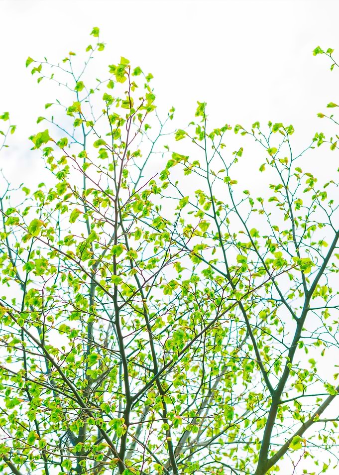 Tree Branch On Sky Backgro