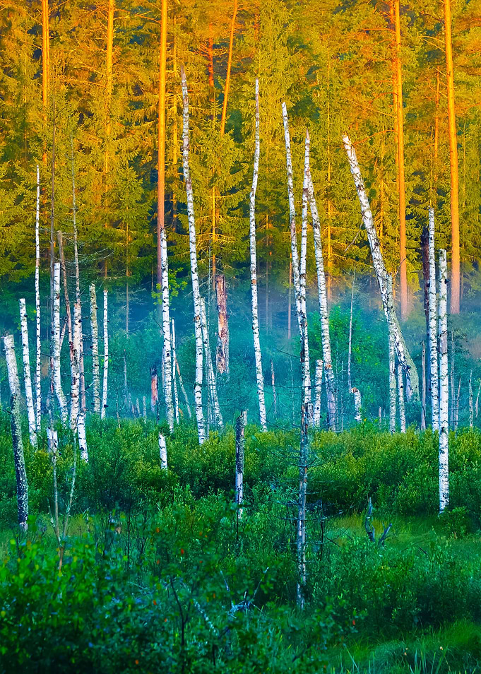 Swamp With Birch Trees In