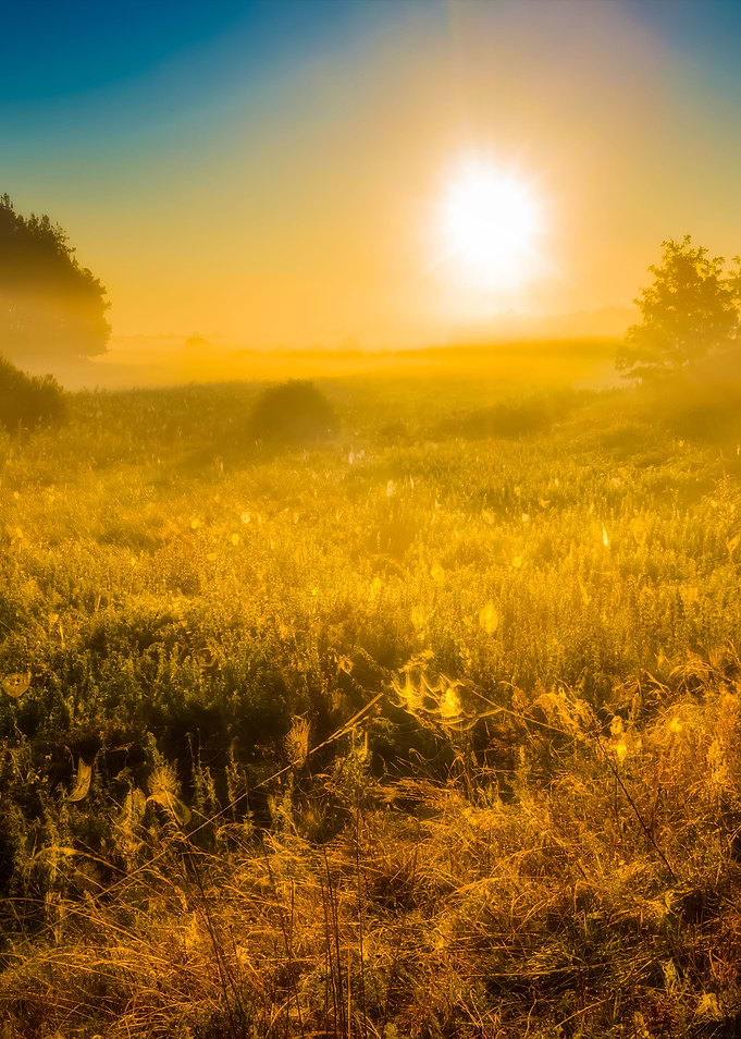 Morning On Foggy Meadow La