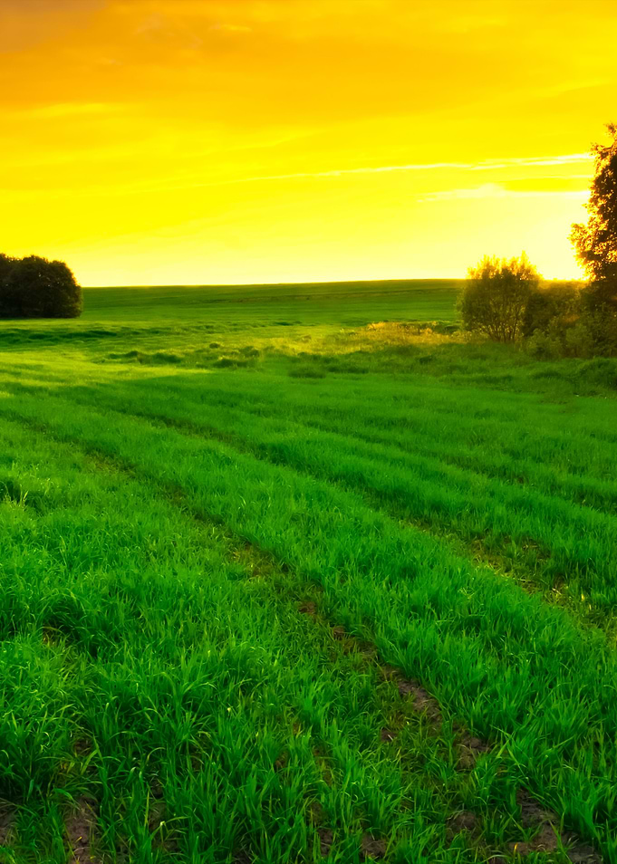 Young Green Cereal Field