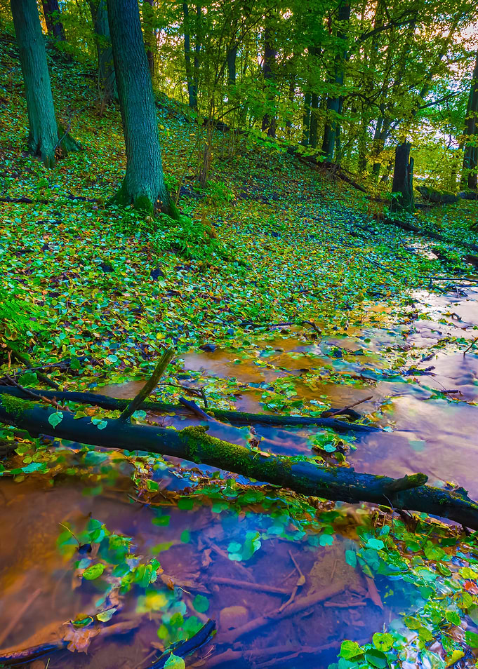 Beautiful Wild Autumnal Fo