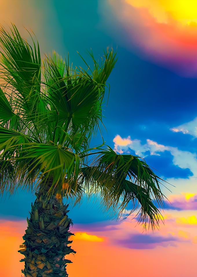 Palm Tree Against Dramatic