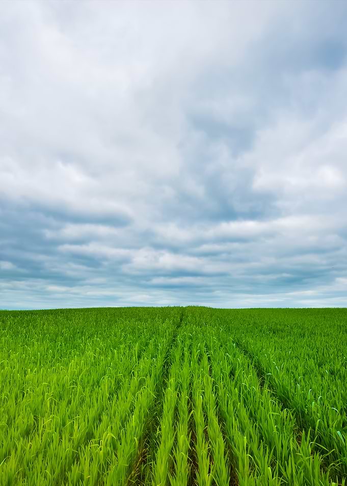 Fields In The Coutryside G