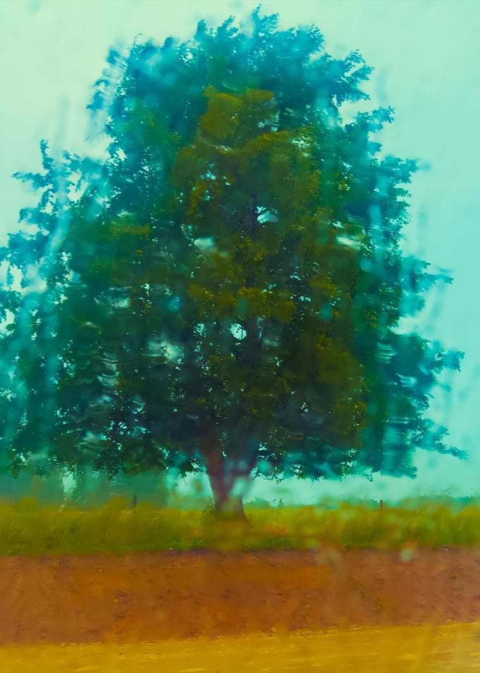 Tree In The Field Through