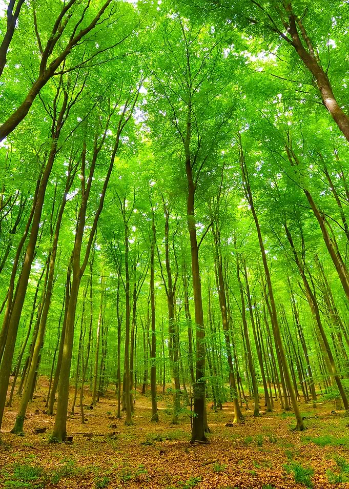 A Beech Tree Forest In Ger