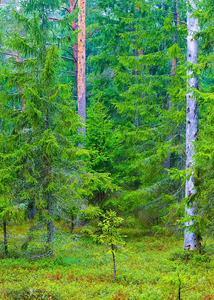 Dark Pine Forest Panorama