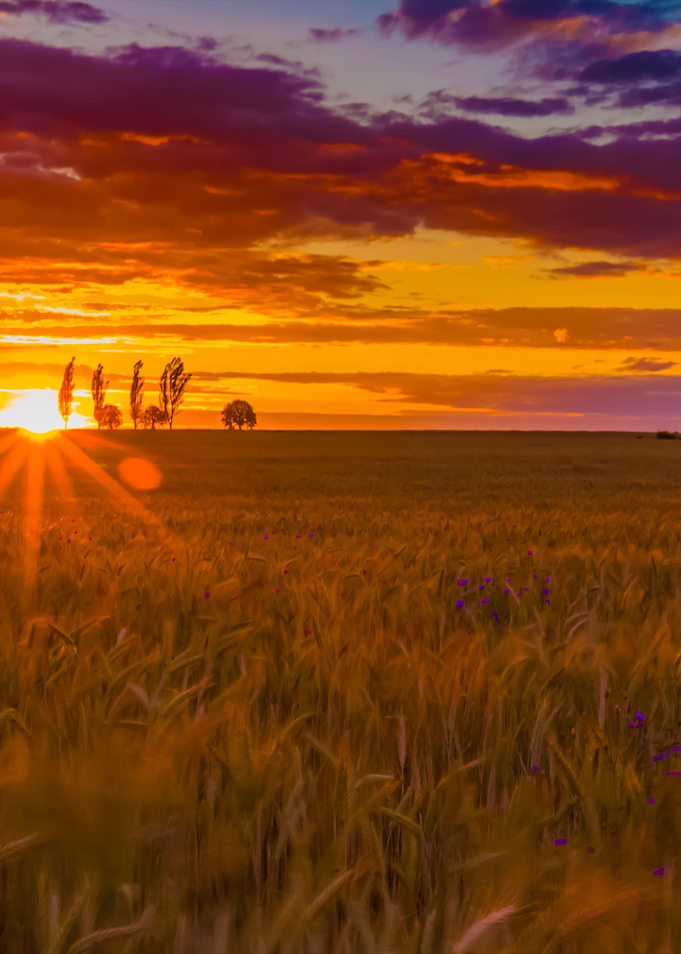Sunset Over Cereal Field W