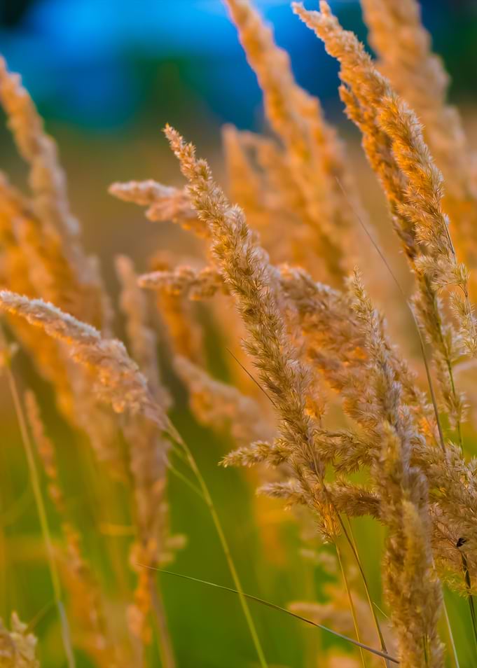 Close Up Of Foxtail Grass