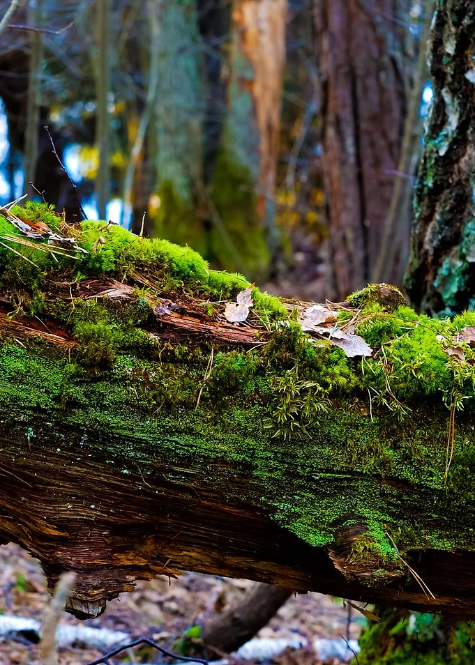 A Tree Stump In The Forest