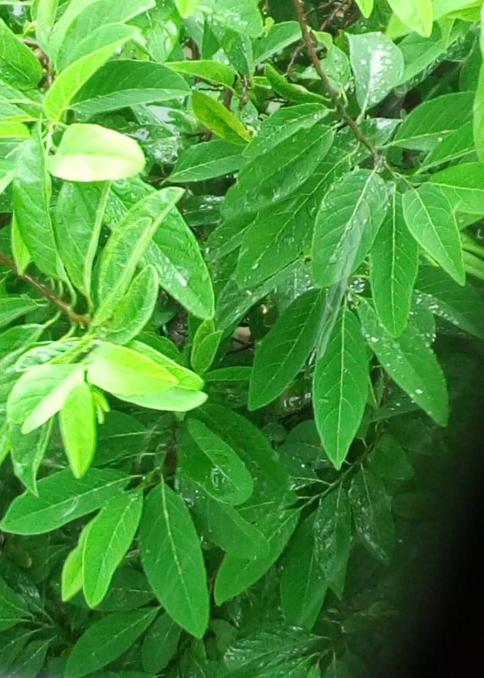 Mango Tree in Rain