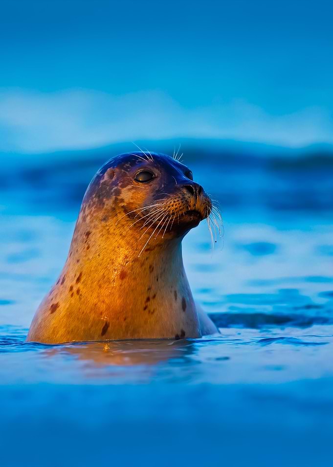 Atlantic Grey Seal Halicho