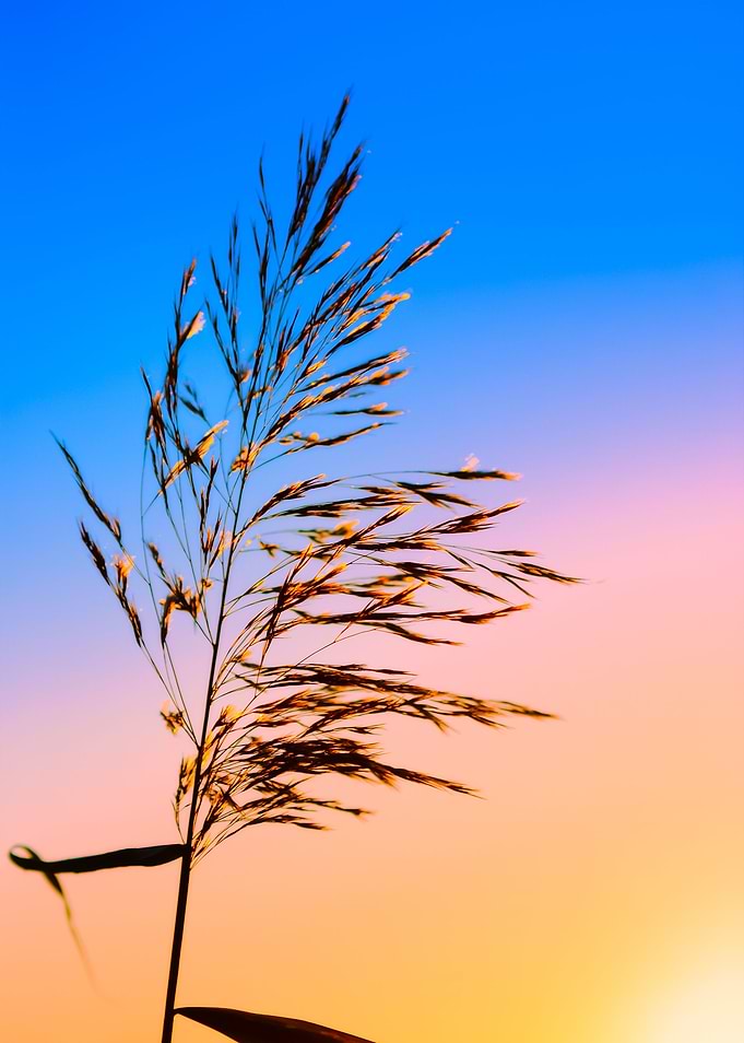Sunset Grass