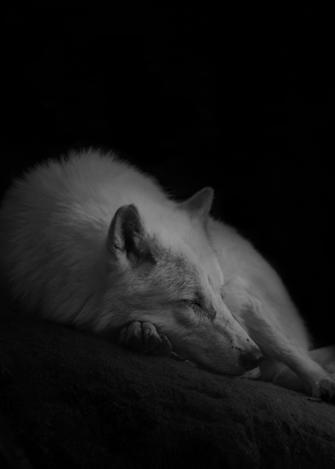 NIght Night
