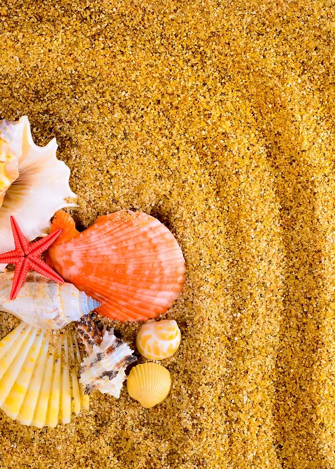 Sea Star And Shells On The