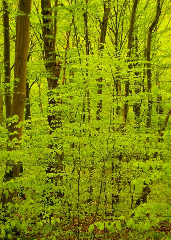 Harz Mountains Germany