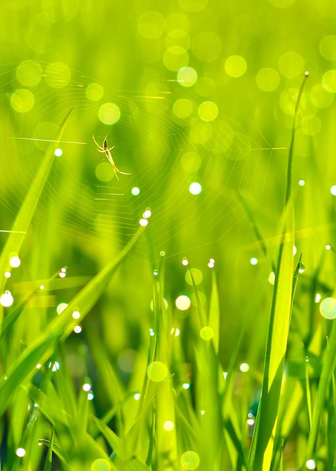 Fresh Green Grass With Wat