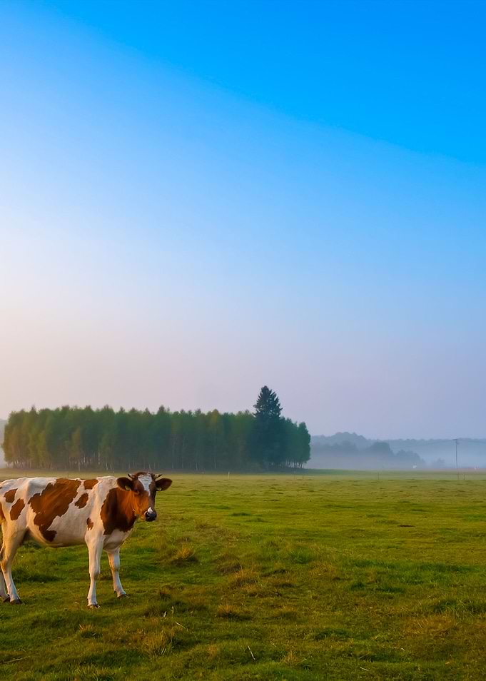 Cows On Misty Pasture At S