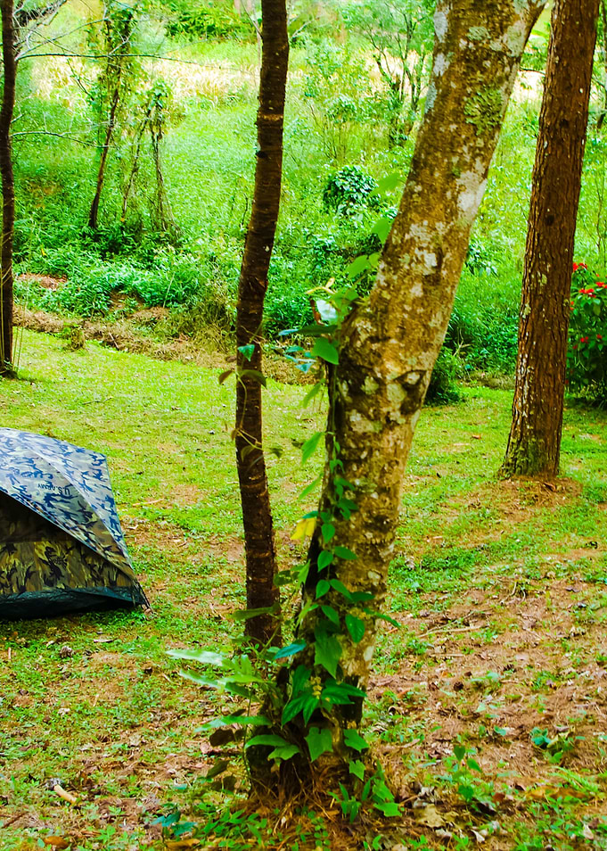 Camping Tent In Forest Of
