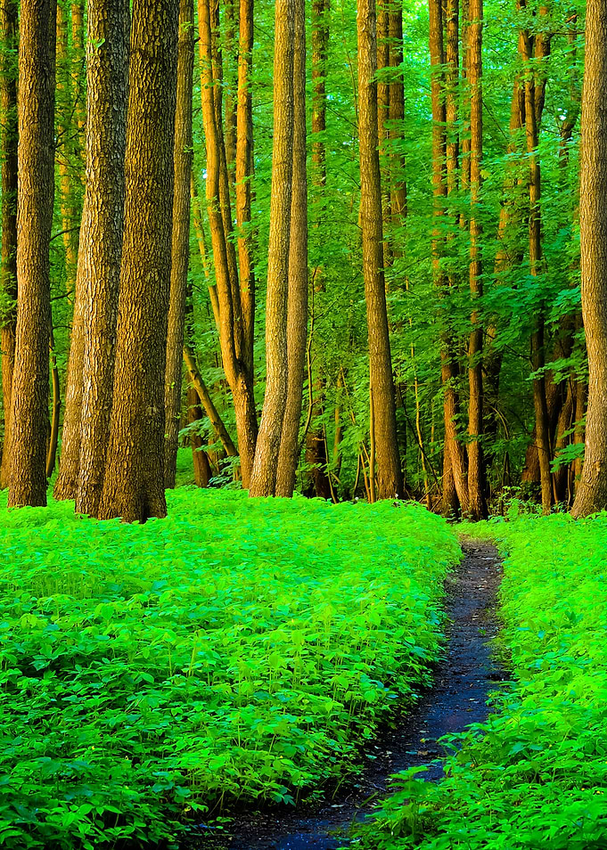 Forest Road Scene