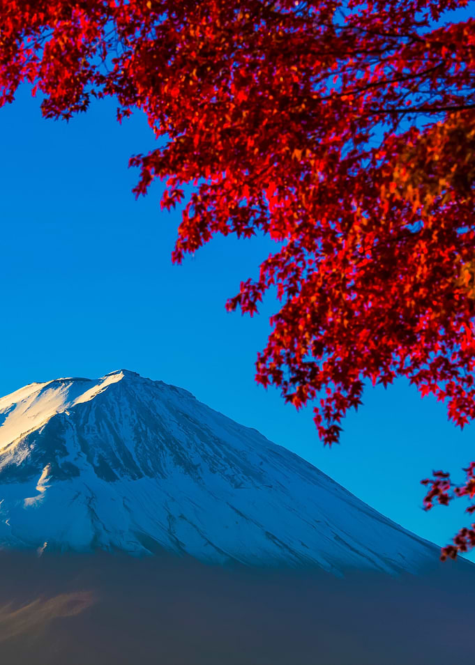 Mount Fuji With Red Autumn