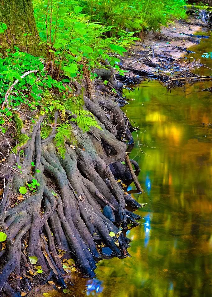 Forest River Scene