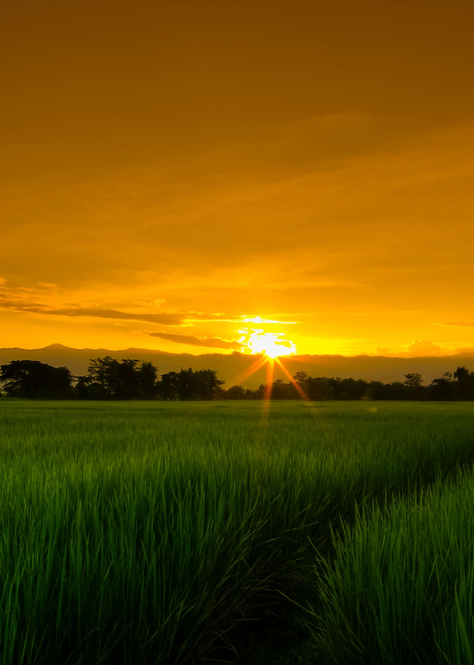 Asian Rice Field At Sunset